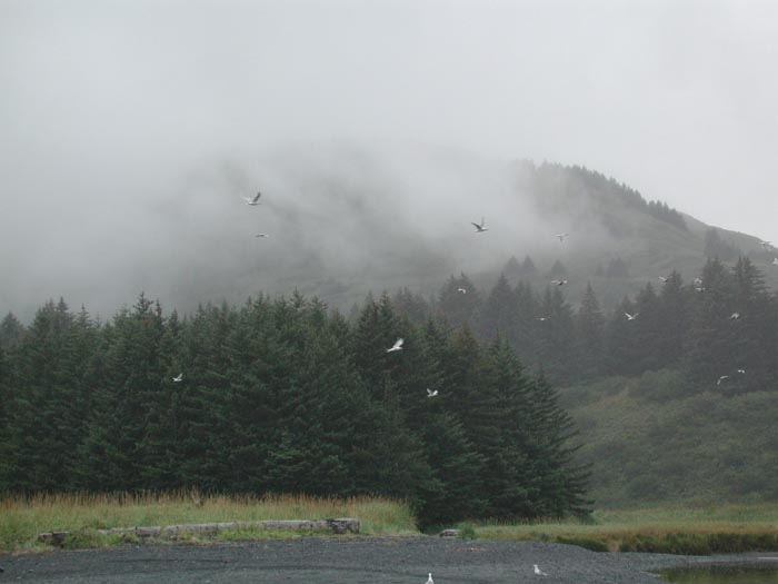 Seaguls on Kodiak.jpg 37.5K